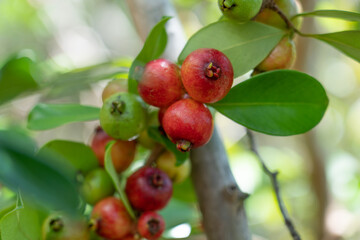 Poster - Psidium cattleyanum (World Plants : Psidium cattleianum), commonly known as Cattley guava, strawberry guava or cherry guava, is a small tree (2–6 m tall) in the Myrtaceae (myrtle) family. The species 