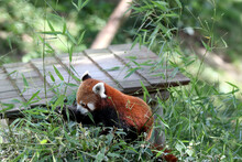 A Closeup Of An Adorable Red Panda Sitting On The Ground Eating Leaves