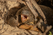 A Yawning Gopher Tortoise Sitting Outside Its Burrow In The Sand Dunes Of New Smyrna Beach Florida 