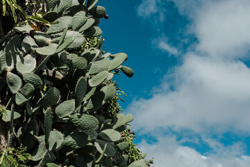 Wall Mural - Opuntia ficus-indica, the Indian fig opuntia, fig opuntia or prickly pear, is a species of cactus that has long been a domesticated crop plant grown in agricultural economies throughout arid and semia