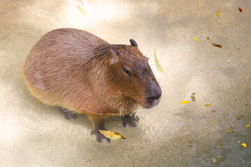 Poster - A capybara drinking water in a zoo cage