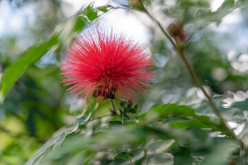 Wall Mural - Calliandra haematocephala is a species of flowering plants of the genus Calliandra in the family Fabaceae.
Rambling shrub or small tree with branched pinnate, silky leaves and powder-puff-like balls o