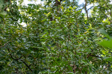 Wall Mural - 
Psidium guajava, the common guava, yellow guava, or lemon guava, is an evergreen shrub or small tree native to the Caribbean, Central America and South America. It is easily pollinated by insects; wh