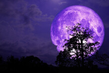 Super Purple Strawberry Moon Back On Cloud And Tree In The Field And Night Sky