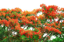 Flame Tree Red Orange Yellow Flower Blooming New Born Green Leaves On The Tree Isolated