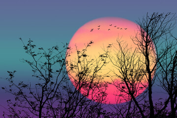 Wall Mural - sunset and silhouette birds flying over dry trees in night purple sky