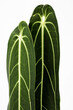 Exotic plant Anthurium warocqueanum Queen Anthurium