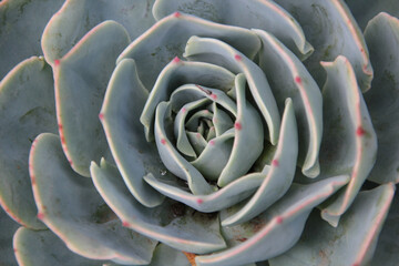 Poster - A closeup detail of an Echeveria lilacina gray flower