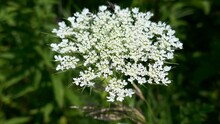 Queen Anne's Lace Flower Close-up With Small Flying Insect