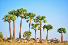 Beautiful View Of Cleaned And Pruned Palm Trees Against The Plain Sky Background. The Bases Of The Old Leaves Collected From It Are Used To Make Handicrafts.