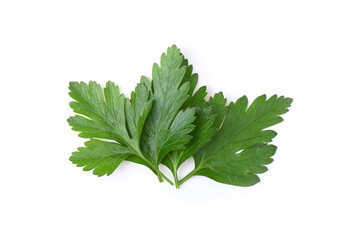 Wall Mural - Parsley leaf on white background.