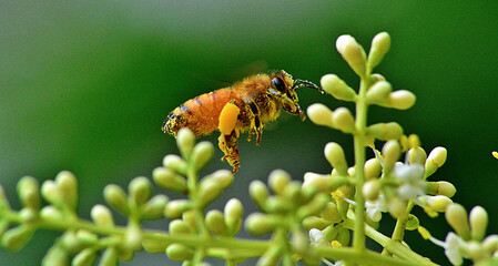 Sticker - A closeup shot of a honeybee on a flower