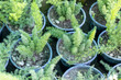 Asparagus fern small plants in pot