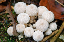 Closeup Of Cluster Of Young Common Puffball Mushrooms, Lycoperdon Perlatum, Also Called Gemmed Puffball Or Lycoperdon Gemmatum, Edible When Young, Surrounded By Leaves, Branches And Moss