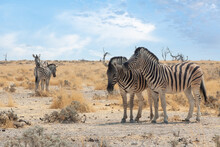 Burchell's Zebras In Etosha National Park, Namibia
