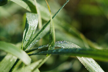 Poster - A closeup shot of a green wet grass