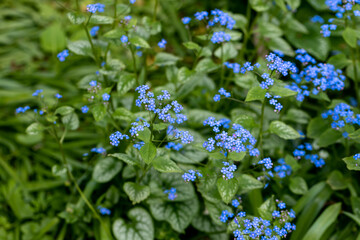 Wall Mural - Brunnera macrophylla. Large green leaves and inflorescences with small blue flowers have formed continuous thickets.