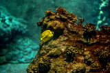 Fototapeta  - mała samotnie pływająca rybka przy rafie koralowej