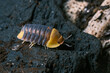 Isopod - Dairy Cow, On the bark in the deep forest, macro shot isopods, Cubaris Rubber ducky, panda, Cubaris amber ducky.