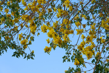 Roseodendron donnell-smithii is known colloquially as primavera. It is the larger and more frequently planted of the two species. Its wood is sometimes used to make furniture. It is native to Central 