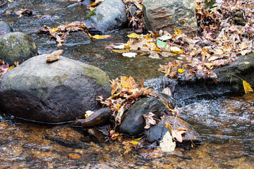 Wall Mural - Nature background autumn creekbed - landscape