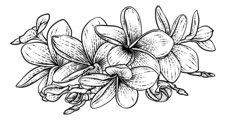 Plumeria Frangipani Tropical Bali Flower Woodcut