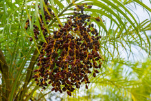 Phoenix Roebelenii, With Common Names Of Dwarf Date Palm, Pygmy Date Palm, Miniature Date Palm Or Robellini Palm, Is A Species Of Date Palm Native To Southeastern Asia, From Southwestern China (Yunnan