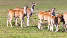 Common Eland, Southern Eland, Eland Antelope (Taurotragus Oryx) Small Group Or Herd Making Eye Contact In The Wild, Western Cape, South Africa