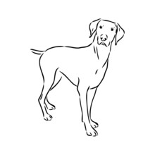 Decorative Outline Portrait Of Cute Pointer Dog Vector Illustration In Black Color Isolated On White Background. Isolated Image For Design And Tattoo.