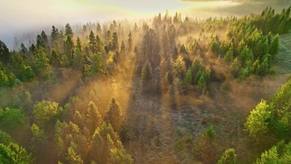 Fototapete - Amazing foggy sunrise in the forest. Flying over pine tree forest, warm golden sun rays break through trees and fog. Magnificent spring morning in nature