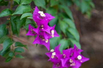 Wall Mural - Tecoma stans is a species of flowering perennial shrub in the trumpet vine family, Bignoniaceae, that is native to the Americas. Common names include yellow trumpetbush, yellow bells, yellow elder, gi