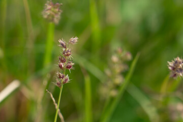 Sticker - 
Cenchrus echinatus is a species of grass known by the common names southern sandbur, spiny sandbur, southern sandspur, and in Australia, Mossman River grass. It is native to North and South America. 