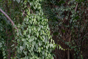 Sticker - 
Cissus verticillata, the princess vine or seasonvine, is an evergreen perennial vine in the grapevine family Vitaceae.Historical folk medicine recommendations include 