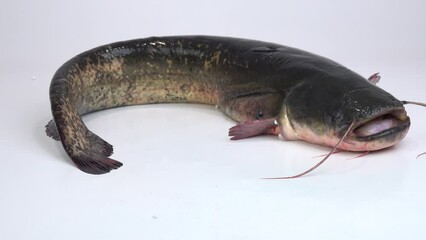 Wall Mural - live river catfish weighing 7 kg lies and opens its mouth on a white screen. studio