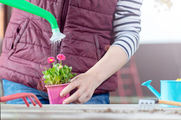 Wall Mural - Gardener holding a pot with plant in garden and planting flowers in pot with dirt or soil