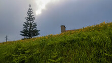 A Hillside Overgrown With Green Grass With Wildflowers And A Single Pine Tree Under A Cloudy Sky