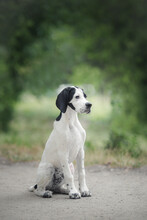 Black White Spotted Cute English Pointer Puppy Dog Sitting On The Grey Path Looking Sideways On The Background Green Trees In The Park In Summer Day