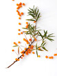 Sea buckthorn branch isolated on white background, top view