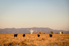 Very Large Array Satellite Dishes And Cows In New Mexico