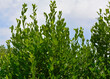 zielone liście laurowe, wawrzyn szlachetny, Laurus nobilis