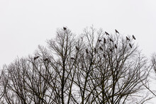 Twenty One Grey And Black Crows Are Sitting On Top Of Leafless Trees At Grey Sky Background. Flock Of Ravens Sitting High At Their Roosting Site. Group Of Jackdaws Birds Roosting In Winter Forest.
