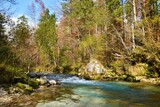 Fototapeta Las - Kamniska Bistrica river in Slovenia in red and yellow autumn colors