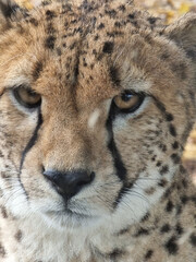 Poster - Nahaufnahme eines Geparden - Acinonyx Jubatus -
Cheetah