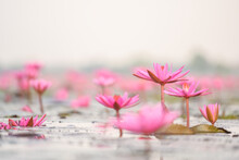 Red Lotus Sea In The Morning Pink Lotus Background In The Water "Bung Bua Daeng" In Winter In Thailand.