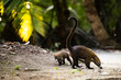 © ADDICTIVE STOCK - Cute coatis in wild forest