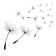 Vector Illustration Dandelion Time. Black Dandelion Seeds Blowing In The Wind. The Wind Inflates A Dandelion Isolated On White Background