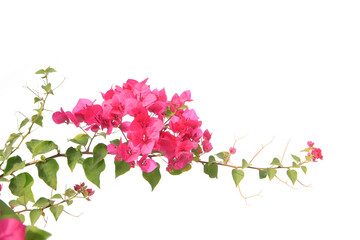 bougainvilleas isolated on white background. save with clipping path.