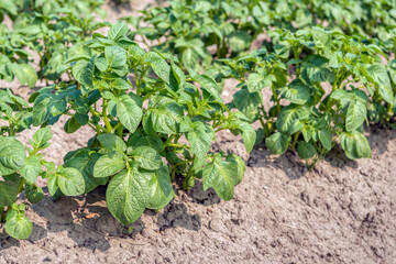 Wall Mural - Young potato plants with fresh green leaves in a row on the edge of a Dutch potato field. The photo was taken on a sunny day at the end of the spring season on the former island of Tholen.