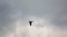 A Swallow (Hirundo Rustica) In Flight Showing Iridescent Plumage And Colours Against A Winter Cloud Sky