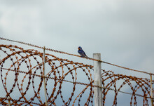 A Swallow (Hirundo Rustica) Perched On Top Of Razor Wire, Showing Iridescent Plumage And Colours